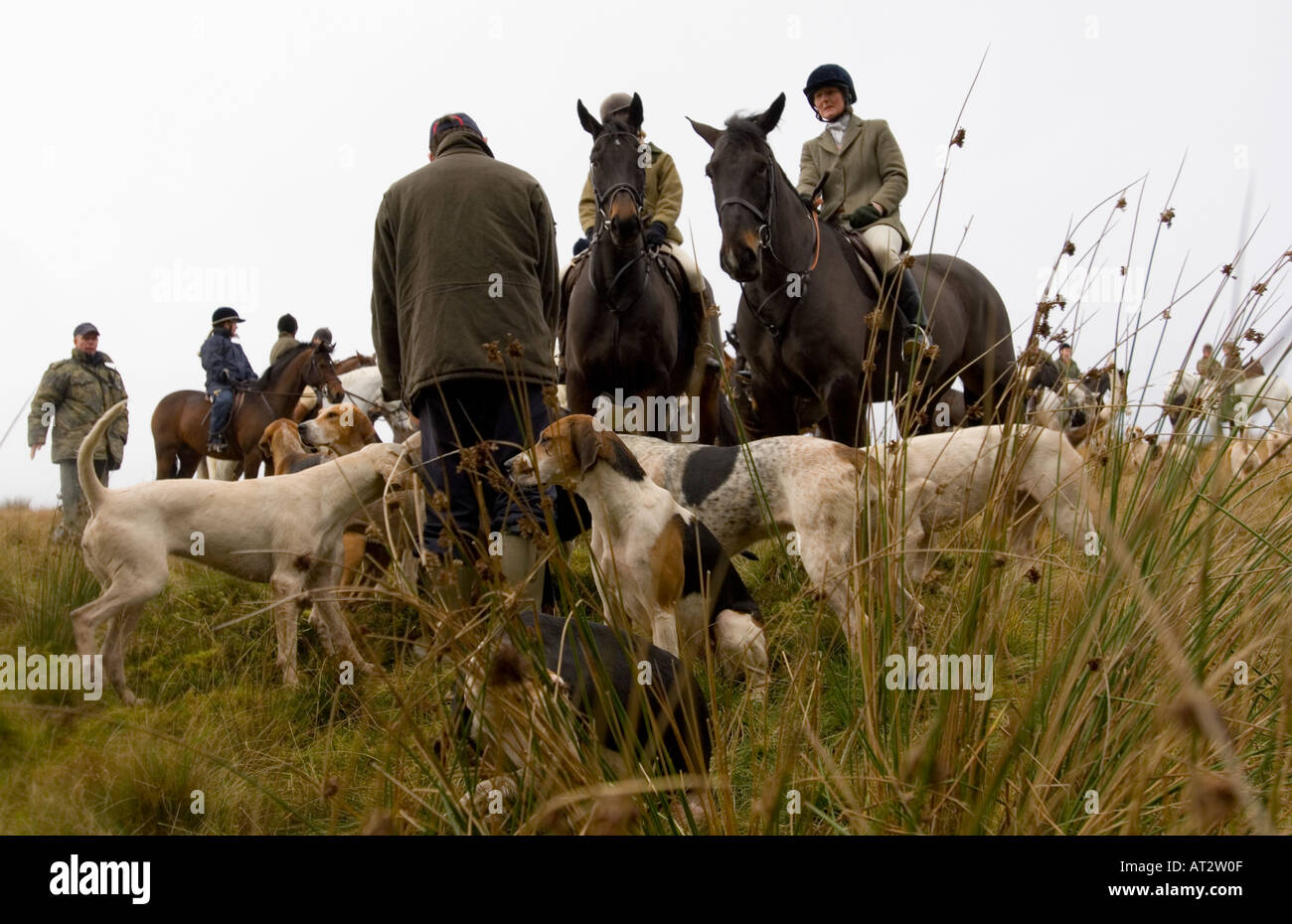Huntsmen  and foxhounds at fox hunting meeting in a field Stock Photo