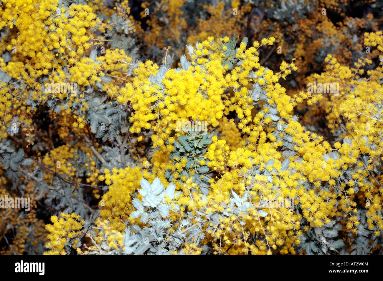 Cootamundra Wattle and Bees-Acacia baileyana var. purpurea -Family Fabaceae/Mimosaceae Stock Photo