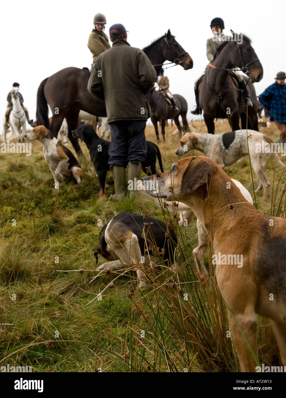 Huntsmen and hounds at fox hunting meeting in a field Stock Photo