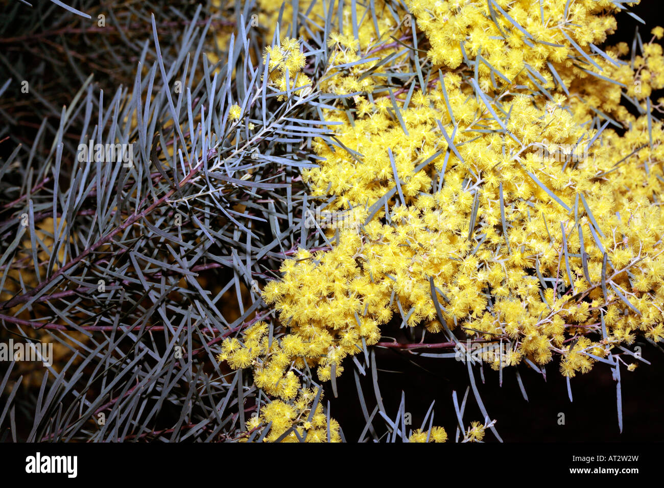 Wallawa, Red Leaf Wattle-Acacia calamnifolia-Family Fabaceae/Mimosaceae Stock Photo