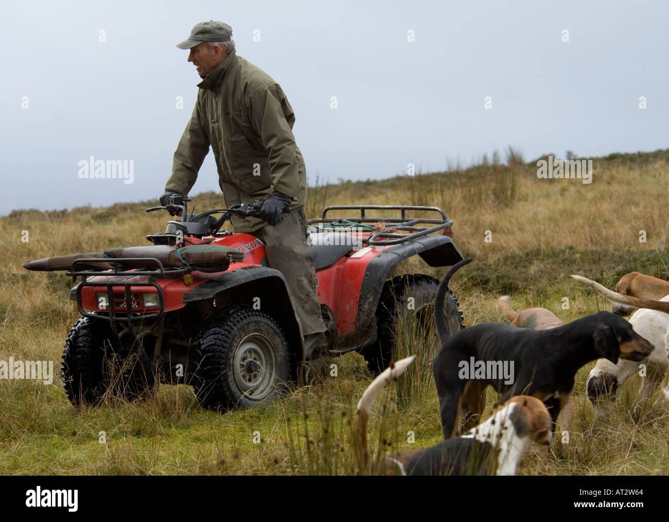 Man driving a quad bike and foxhounds in a field Stock Photo