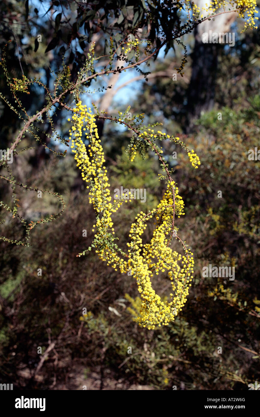 Gold Dust Wattle- Acacia acinacea-Family Fabaceae/Mimosaceae Stock Photo
