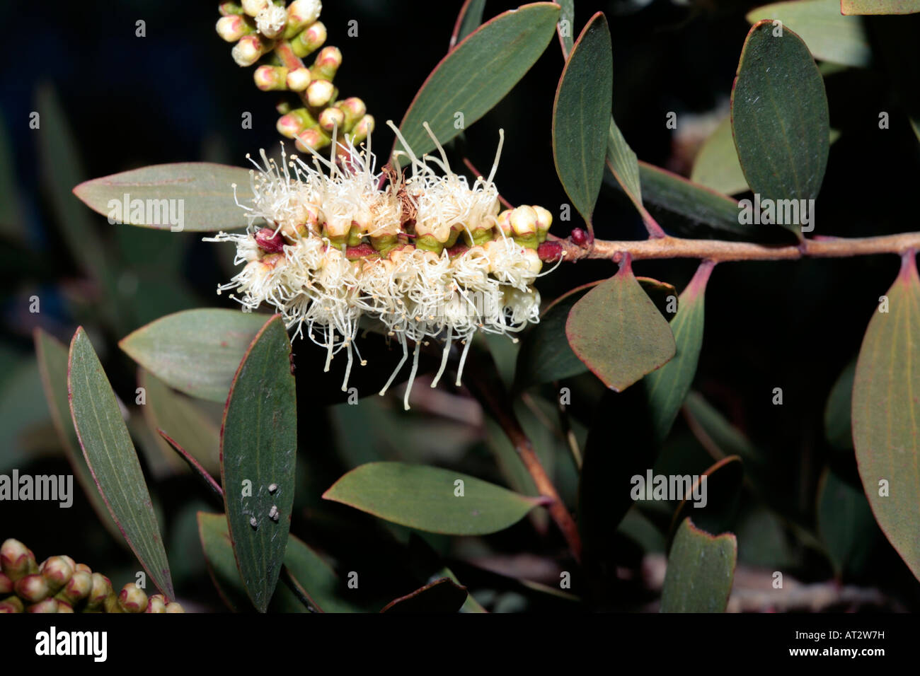 Broad-leaved Paperbark-Melaleuca quinquenervia-Family Myrtaceae Stock Photo