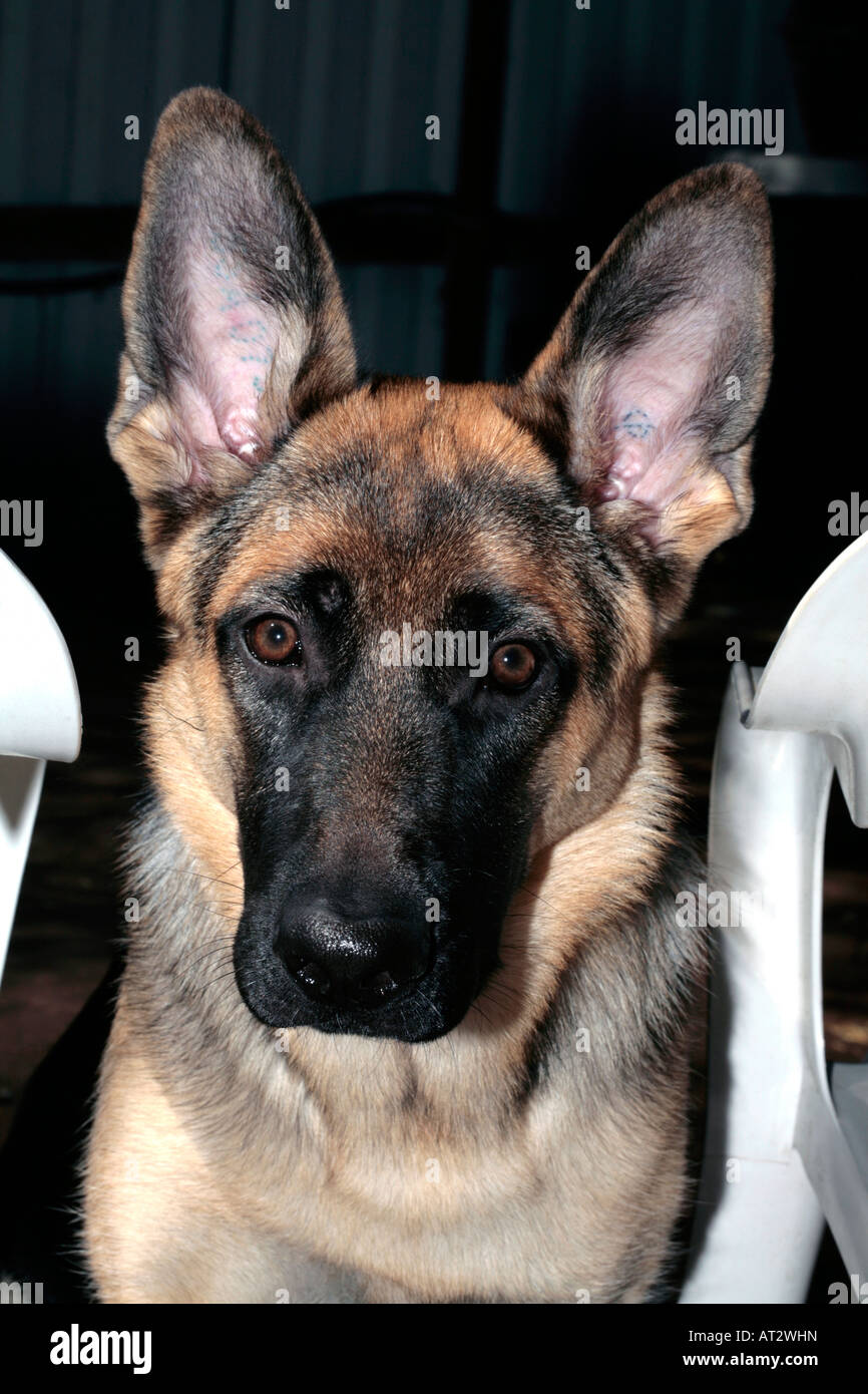 German shepherd puppy hotsell 7 months old