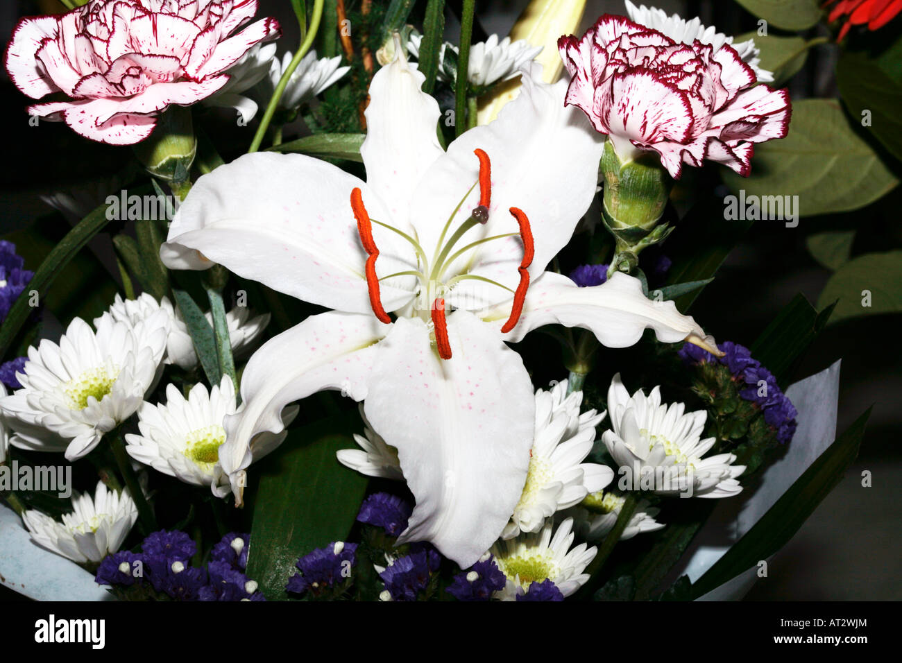 Lily cultivar-Lilium-Family Liliaceae Stock Photo