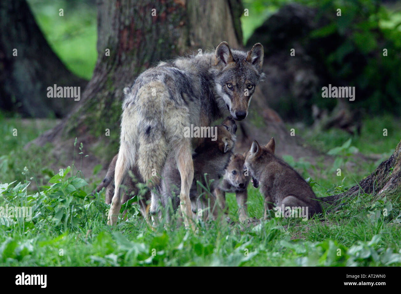 European Wolf Canis lupus Stock Photo