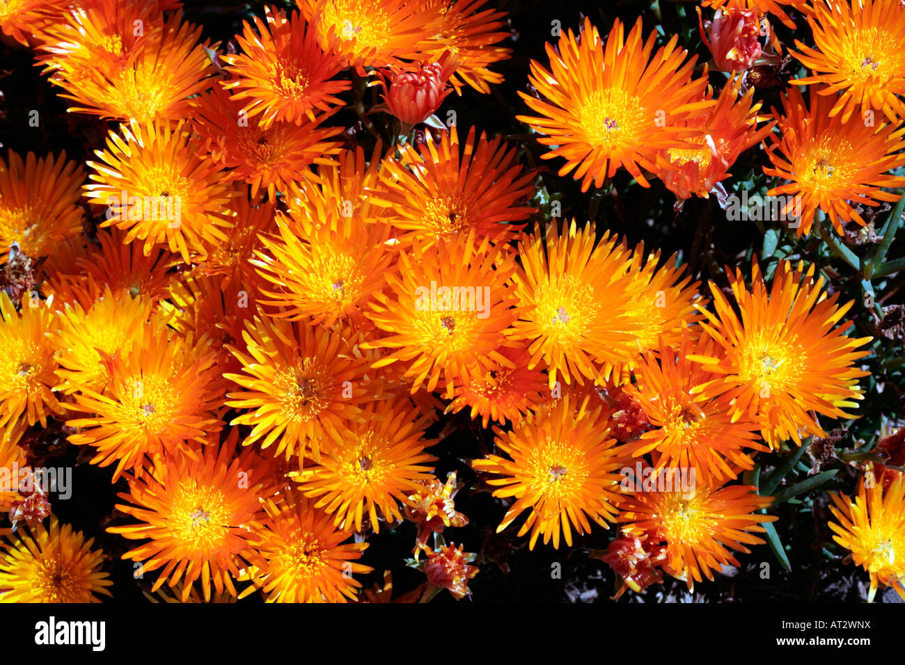 Orange Lampranthus / Trailing Ice plant / Vygie- Lampranthus-Family Aizoaceae Stock Photo
