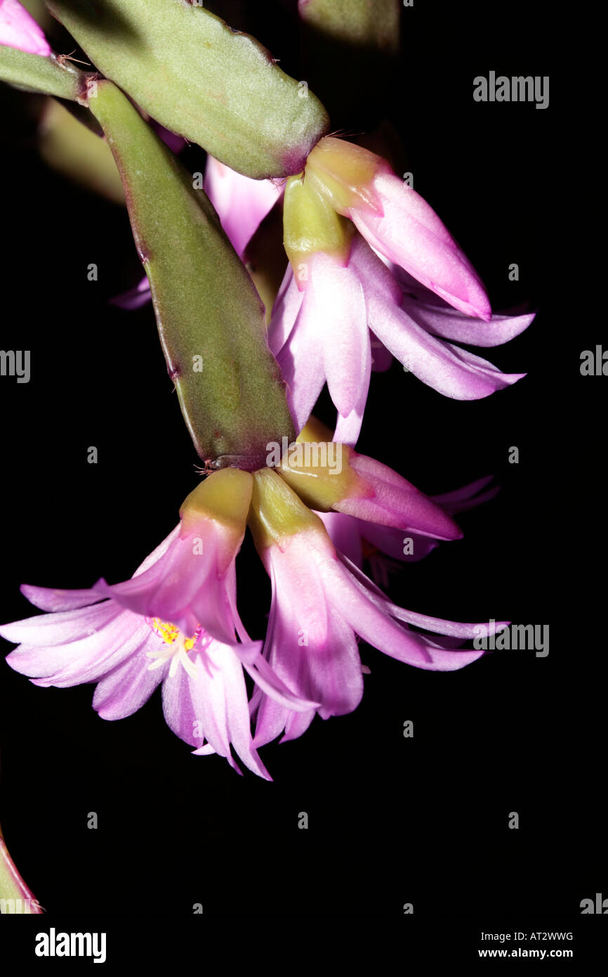 Forest Cactus/Easter Cactus-Hatiora gaertneri-syn. Schlumberegera/Rhipsalidoposis-Family Cactaceae Stock Photo