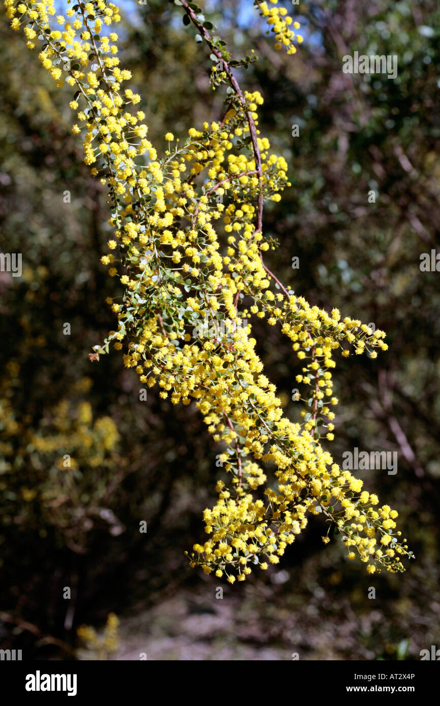 Gold Dust Wattle- Acacia acinacea-Family Fabaceae/Mimosaceae Stock Photo
