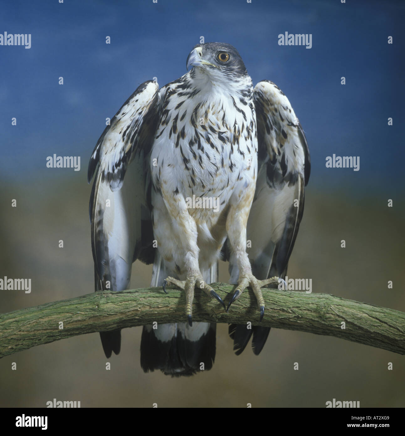 African Hawk Eagle Hieraaetus spilogaster Close up Stock Photo - Alamy