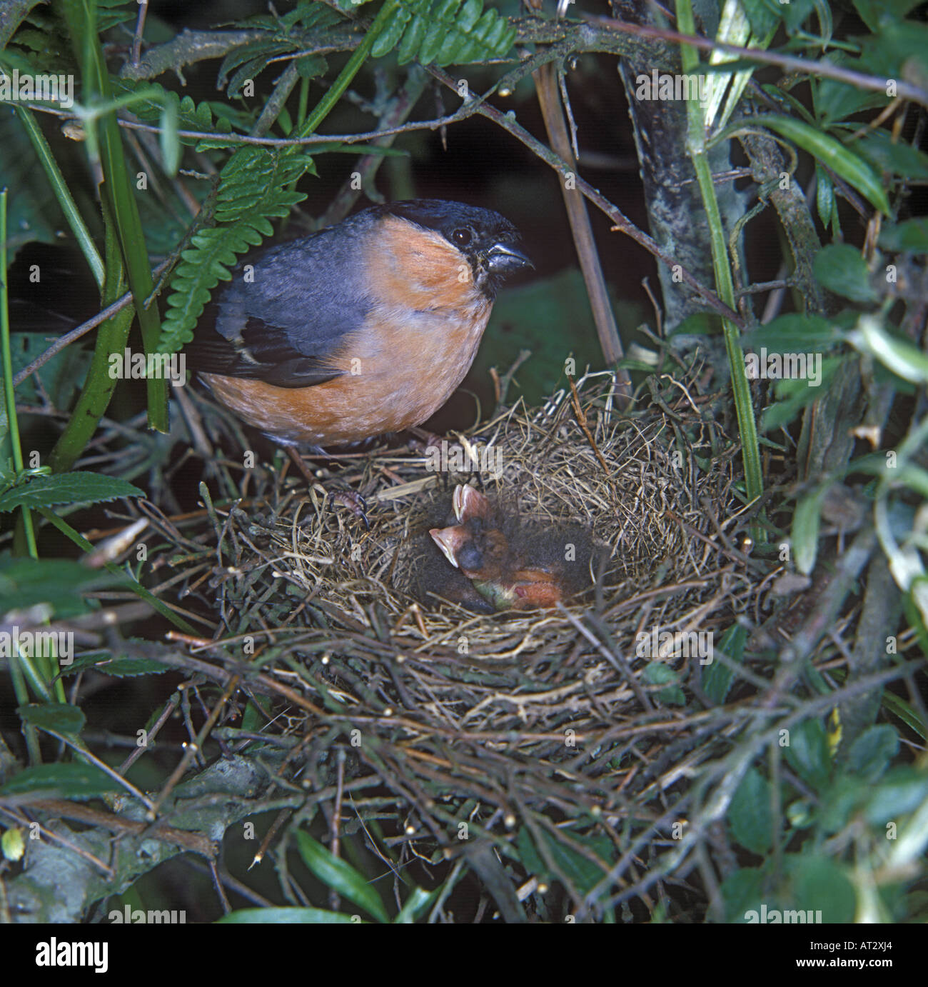 Bullfinch P pyrrhula Male at nest young in nest Stock Photo: 9248163