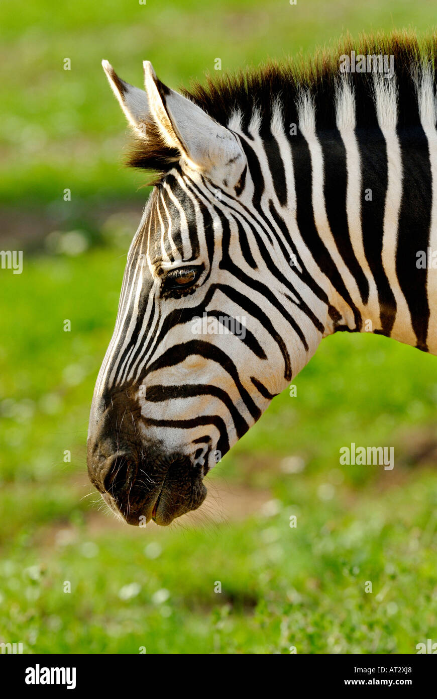 MB ZEBRA STITCHED LAWN main image 1