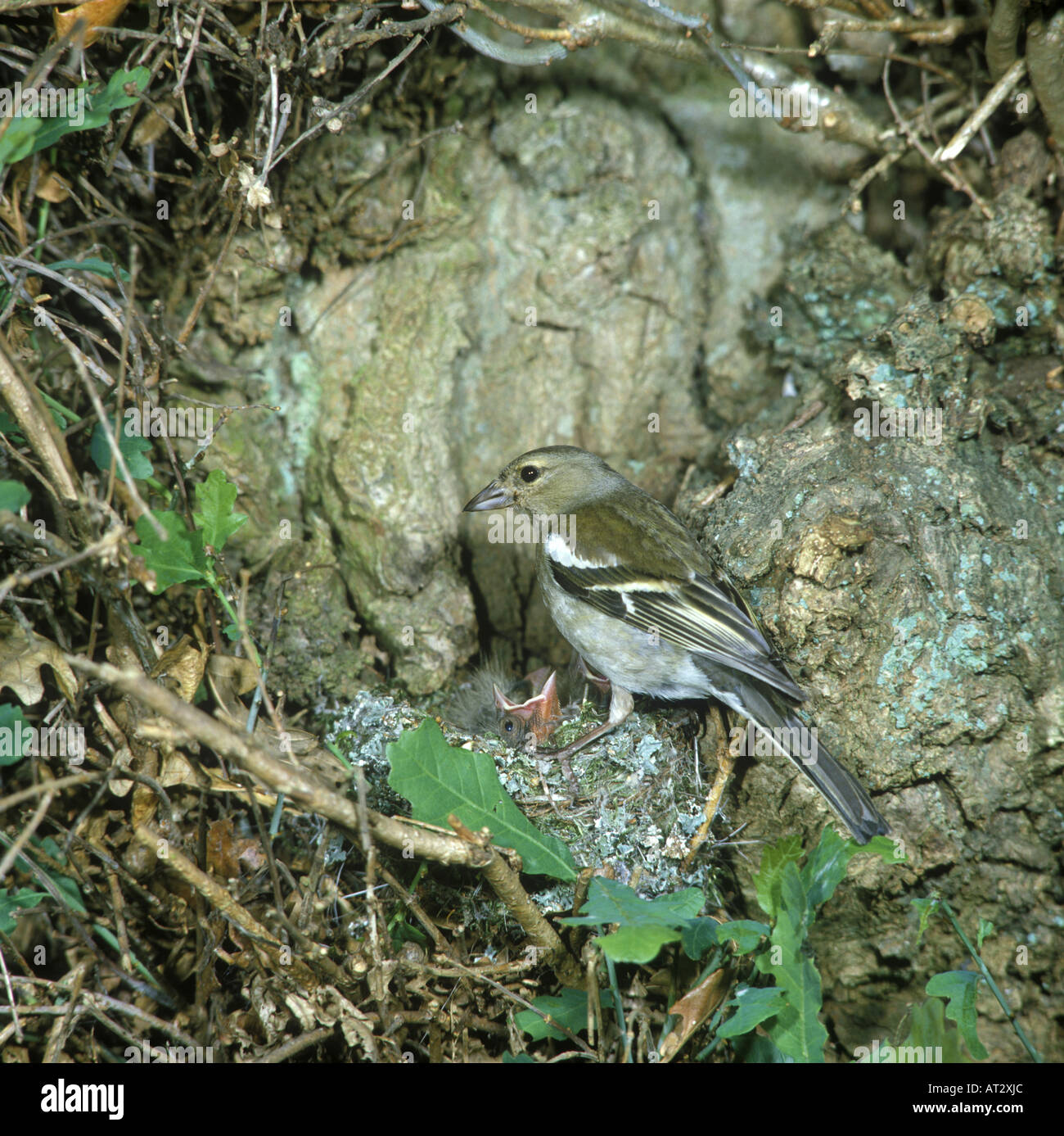 Fringilla hi-res stock photography and images - Alamy