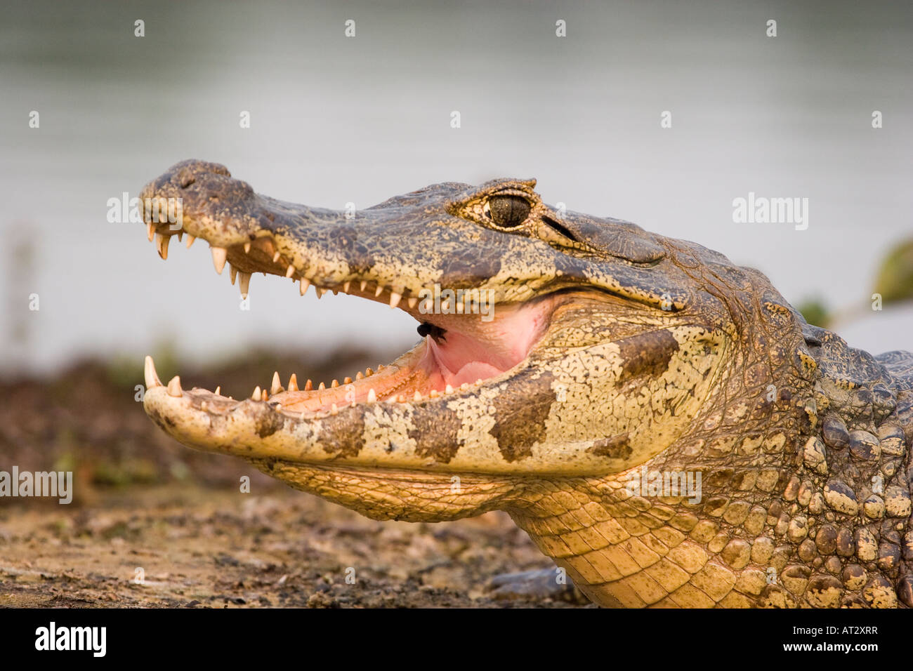 Spectacled Caiman Teeth Hi res Stock Photography And Images Alamy