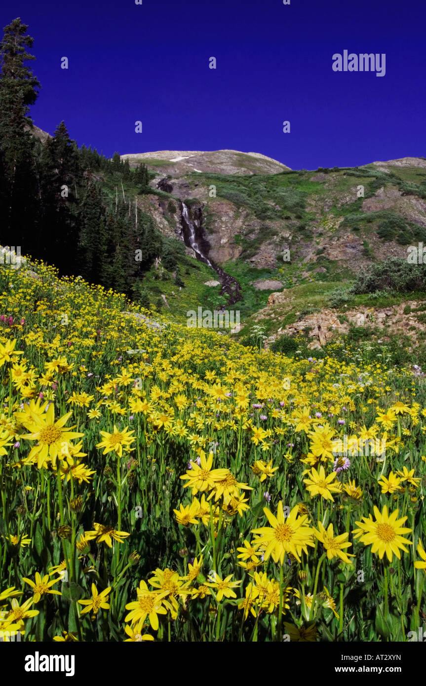 Waterfall and wildflowers in alpine meadow Heartleaf Arnica Arnica cordifolia Ouray San Juan Mountains Rocky Mountains Colorado Stock Photo