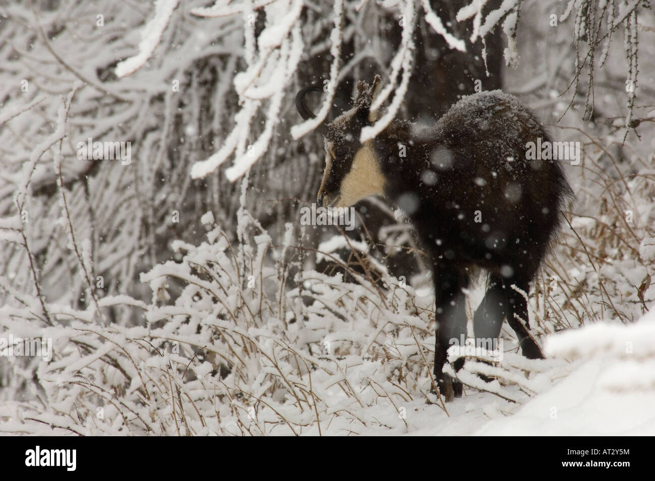 chamois mammals snow mountain Rupicapra rupicapra mammiferi  neve nevicata montagna paesaggio inverno Valnoney Cogne Stock Photo