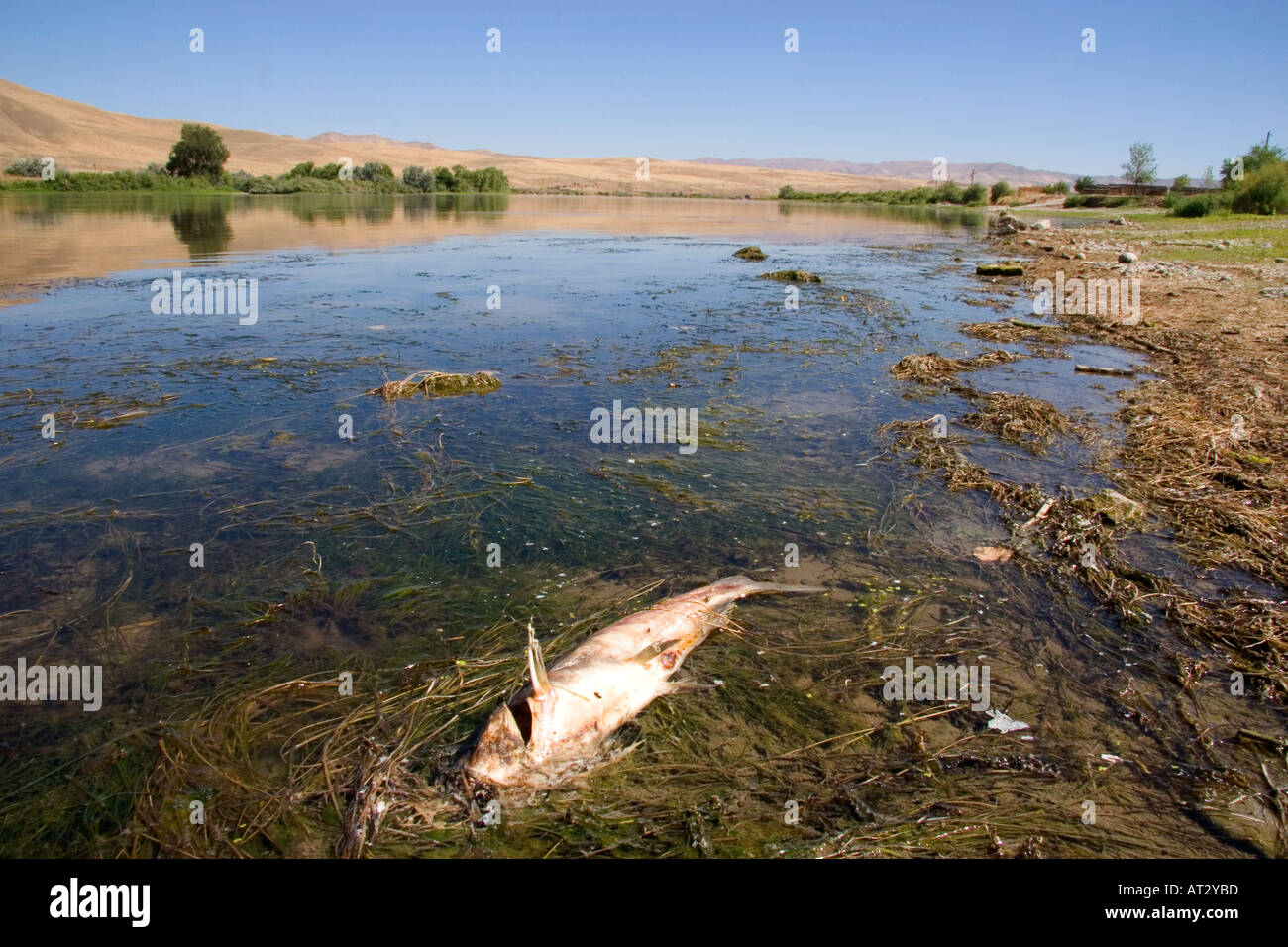 Fish kill on the Snake River in Idaho. Catfish died from pollution and environmental causes. Stock Photo