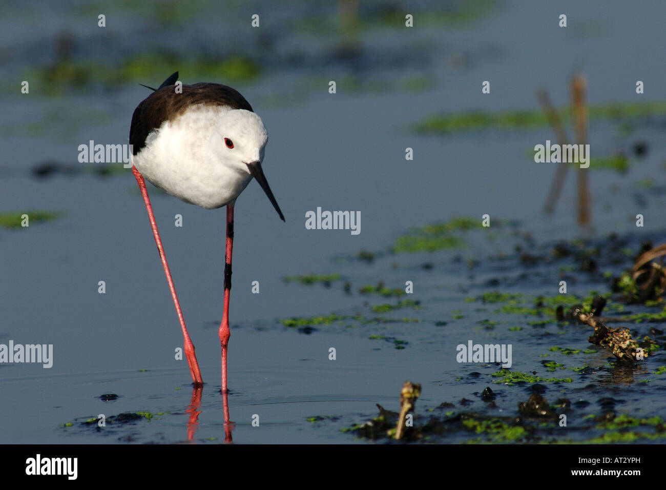 Stilt cavaliere d'Italia Himantopus himantopus limicoli caradriformi uccelli bird trampolieri palude acquitrino zone umide Stock Photo