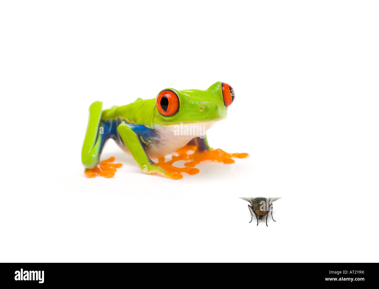 Frog catching fly Stock Photo