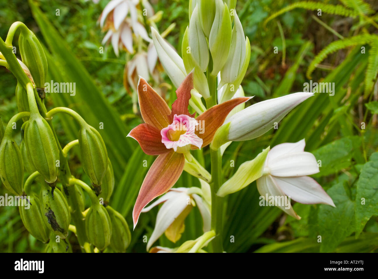 Desert orchid hires stock photography and images Alamy