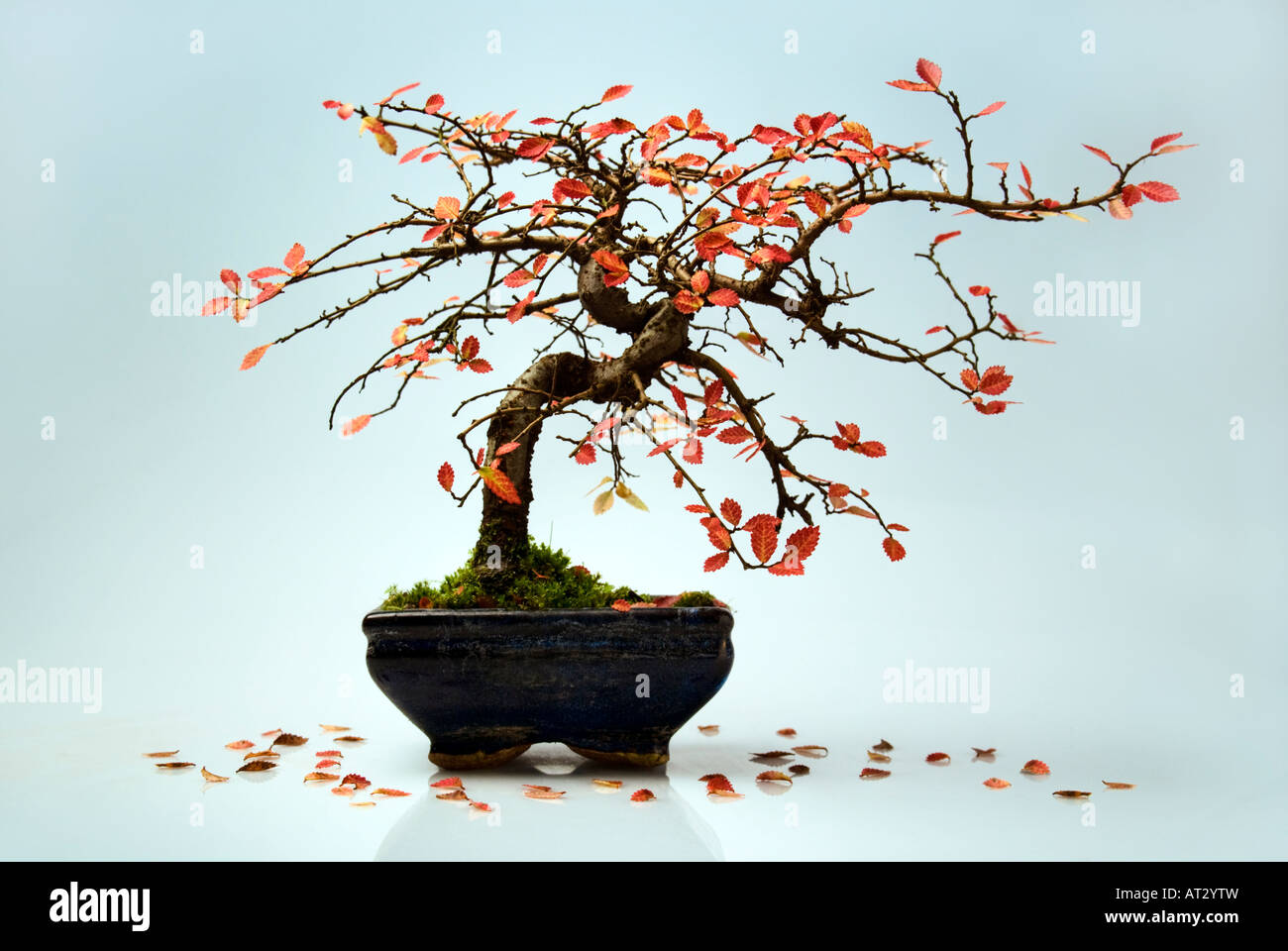 Still life. Bonsai tree in the autumn. Miniature Fall. Stock Photo