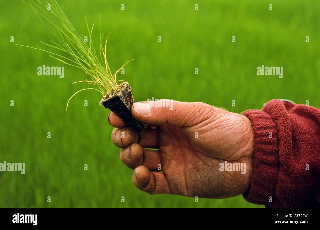 Grass seedling Stock Photo