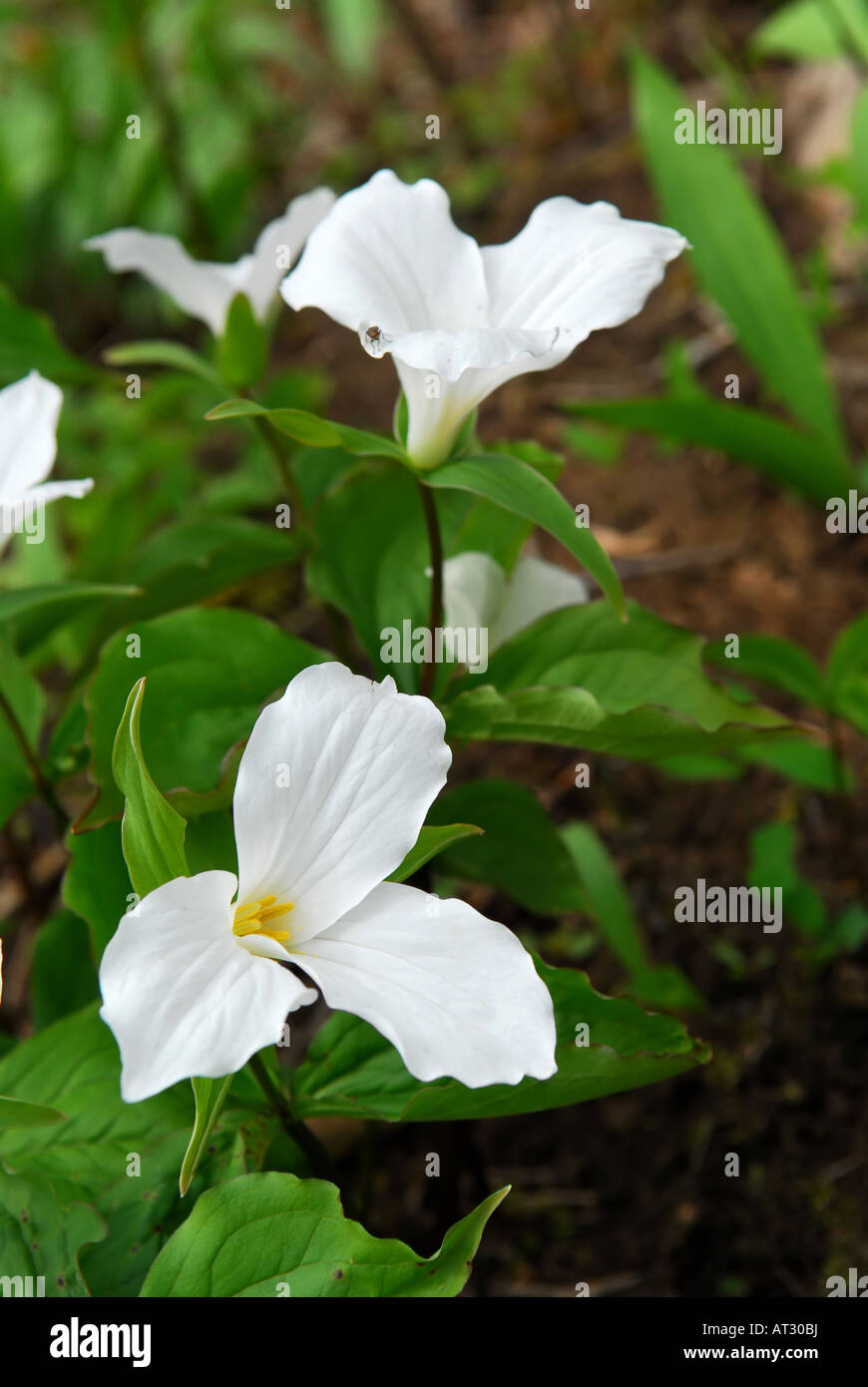 White Trillium blooming in woodlands Ontario provincial flower Stock Photo