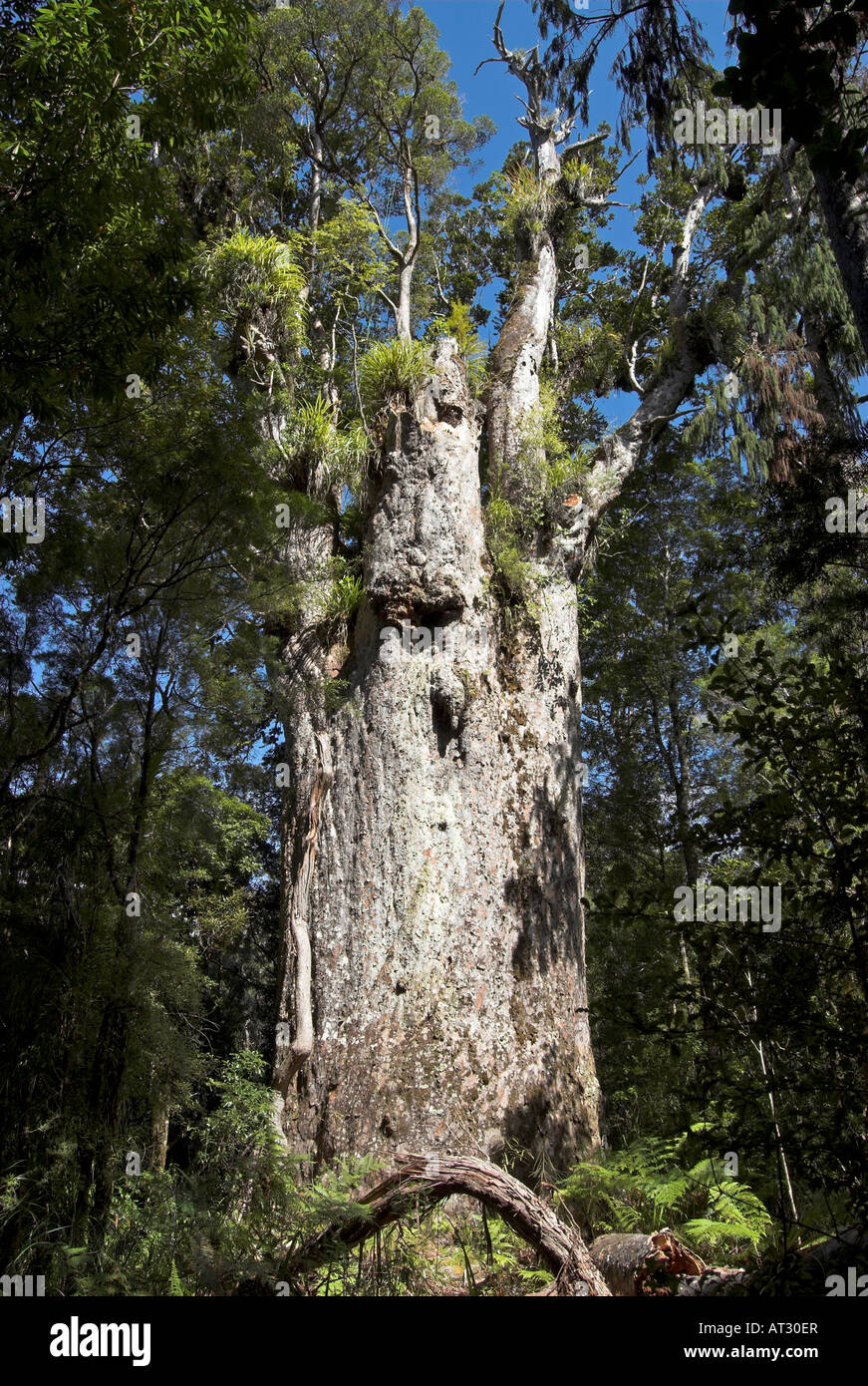 Te Matua Ngahere Kauri tree in Waipoua Kauri Forest, New Zealand Stock