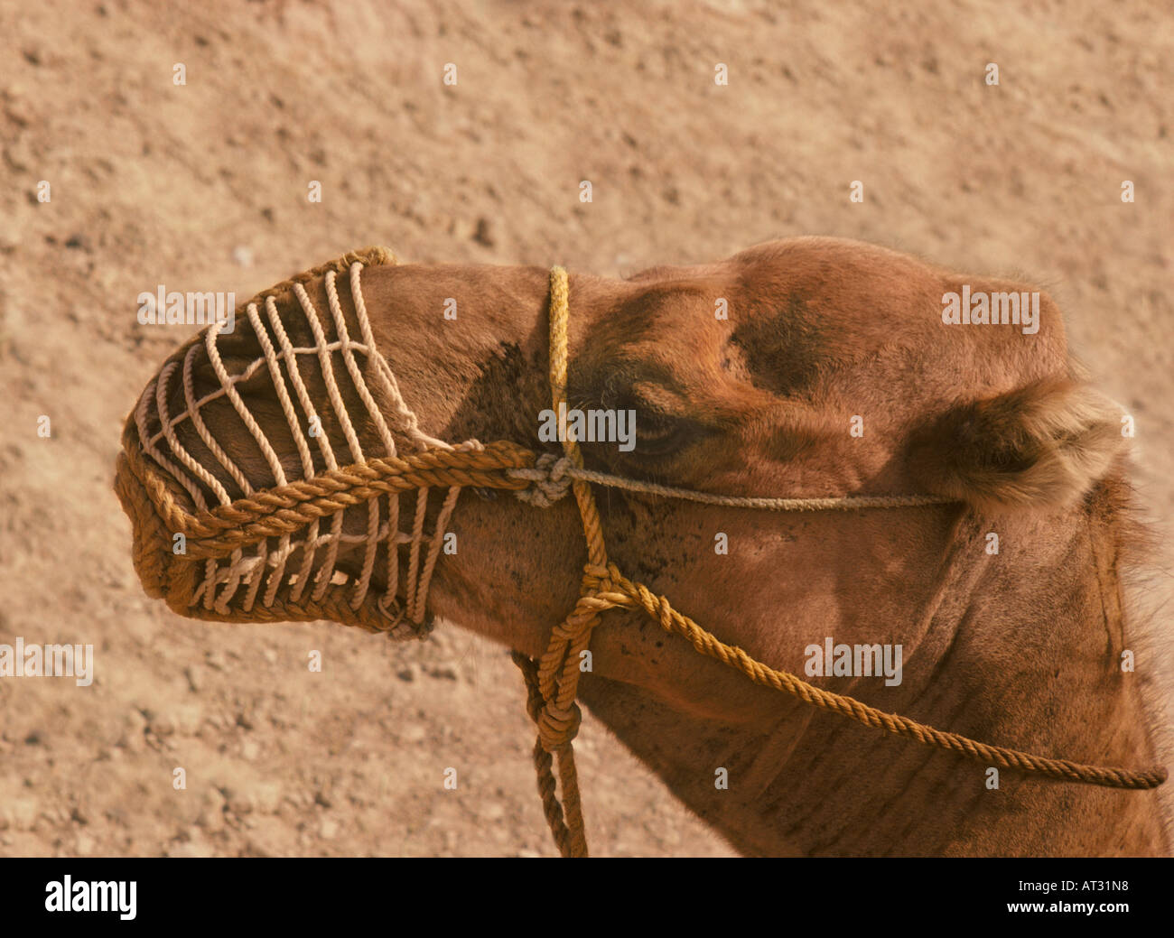 Close up profile of Saharan camel with rope muzzle Stock Photo