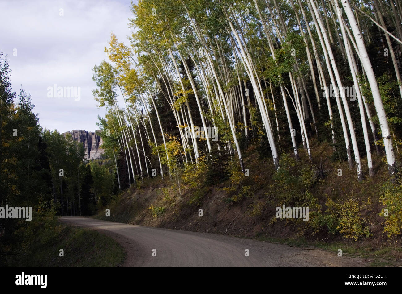 Road and aspen grove hi-res stock photography and images - Alamy
