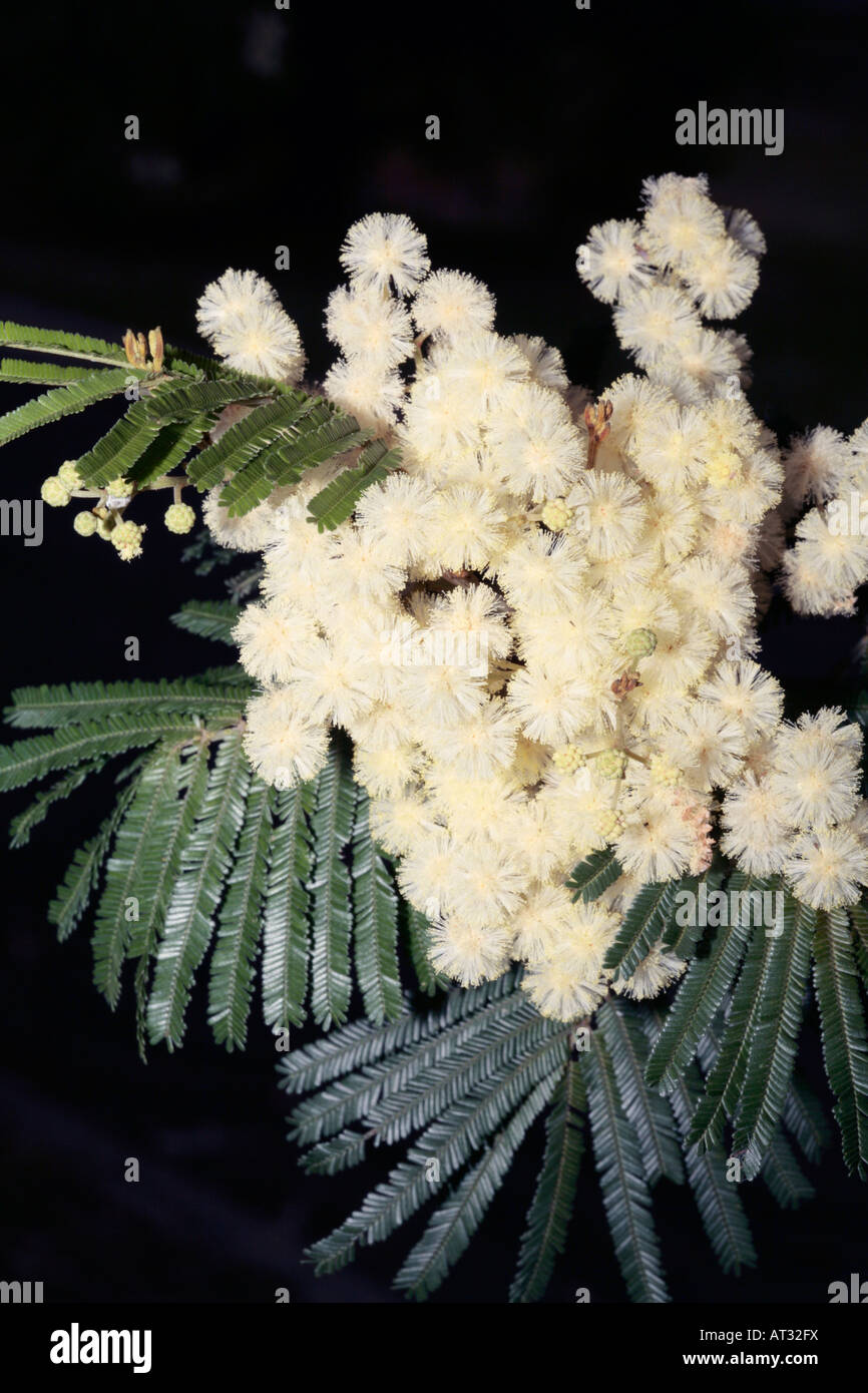 Black Wattle-Acacia mearnsii-Family Fabaceae/Mimosaceae Stock Photo