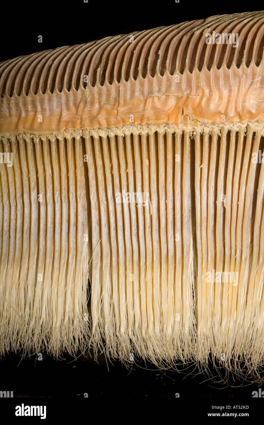 Section of baleen the filtering mechanism from a Grey Whale Eschrictius robustus resident of Pacific ocean Stock Photo