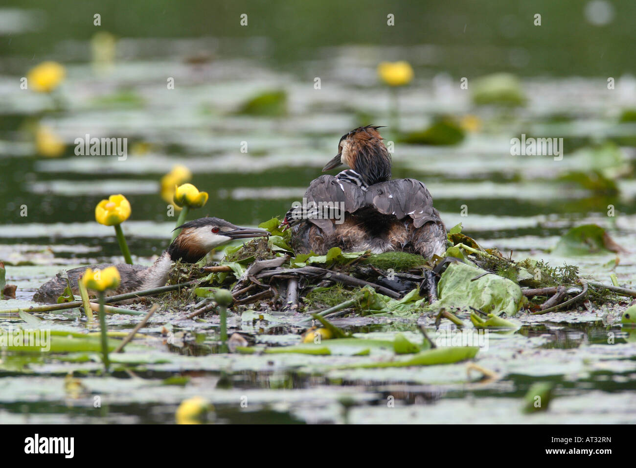 GREAT CRESTED GREBE PODICEPS CRISTATUS PAIR AT NEST FEEDING YOUNSTERS Stock Photo