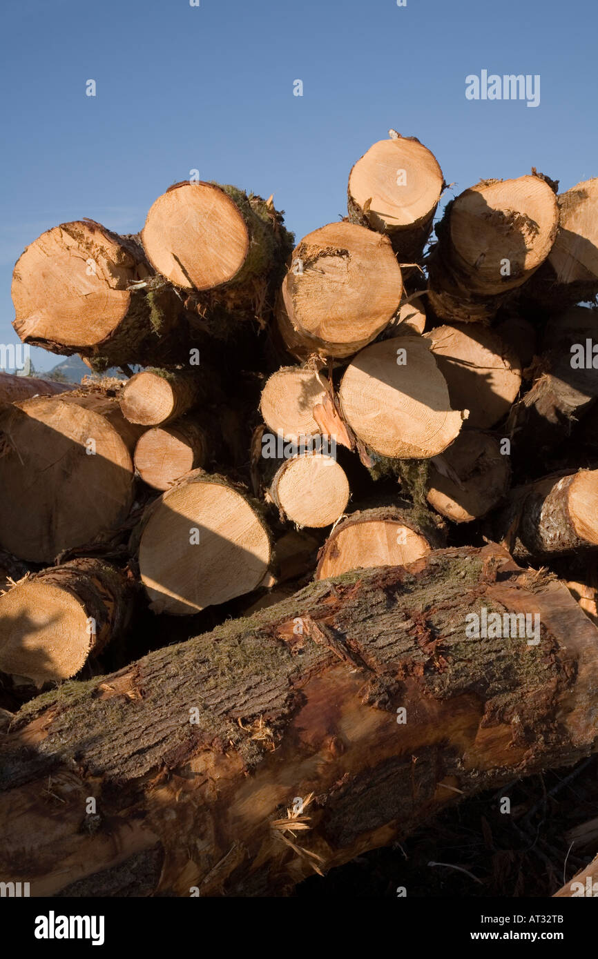 Tree trunks felled during clearcutting Vancouver island Canada Stock Photo