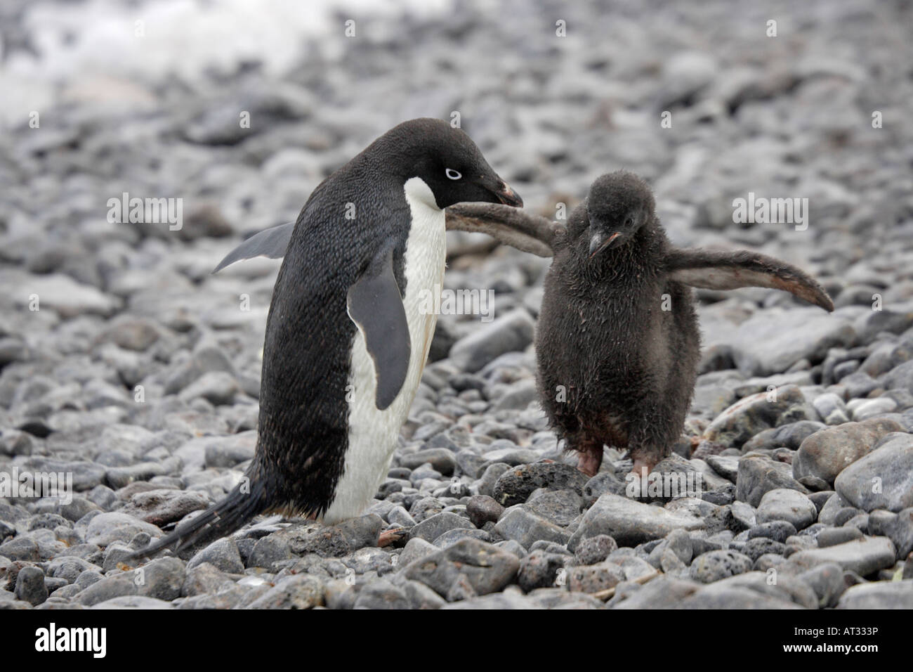 Adelie penguin hi-res stock photography and images - Alamy
