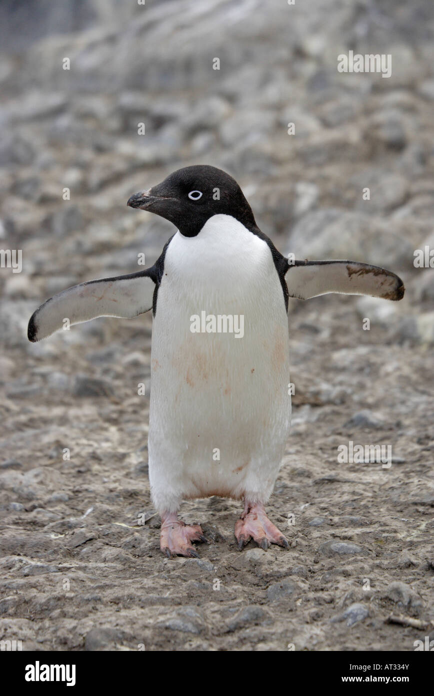 Adelie Penguin in Antarctica Stock Photo - Alamy