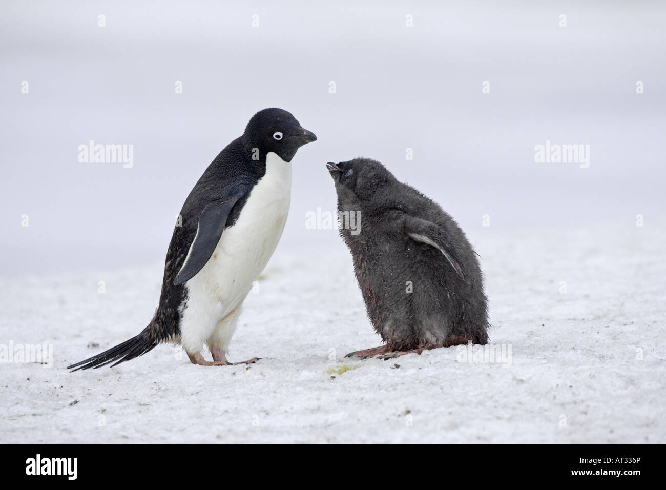 Adelie penguin hi-res stock photography and images - Alamy