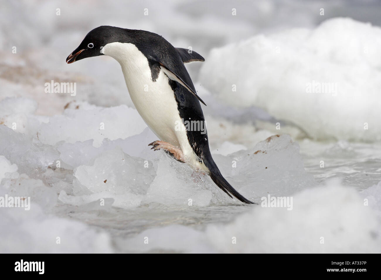 Adelie penguin hi-res stock photography and images - Alamy