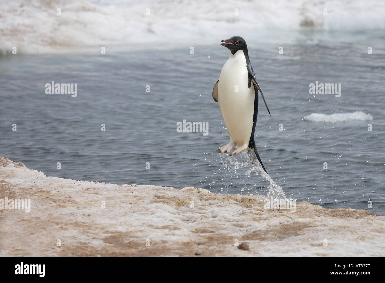 Adelie Penguin in Antarctica Stock Photo