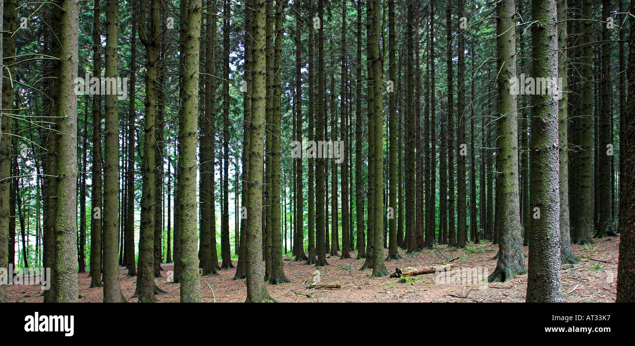 Dense pine forest hi-res stock photography and images - Alamy