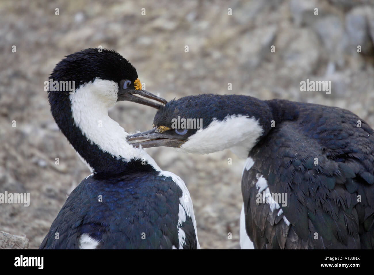 Imperial Cormorants preening Stock Photo