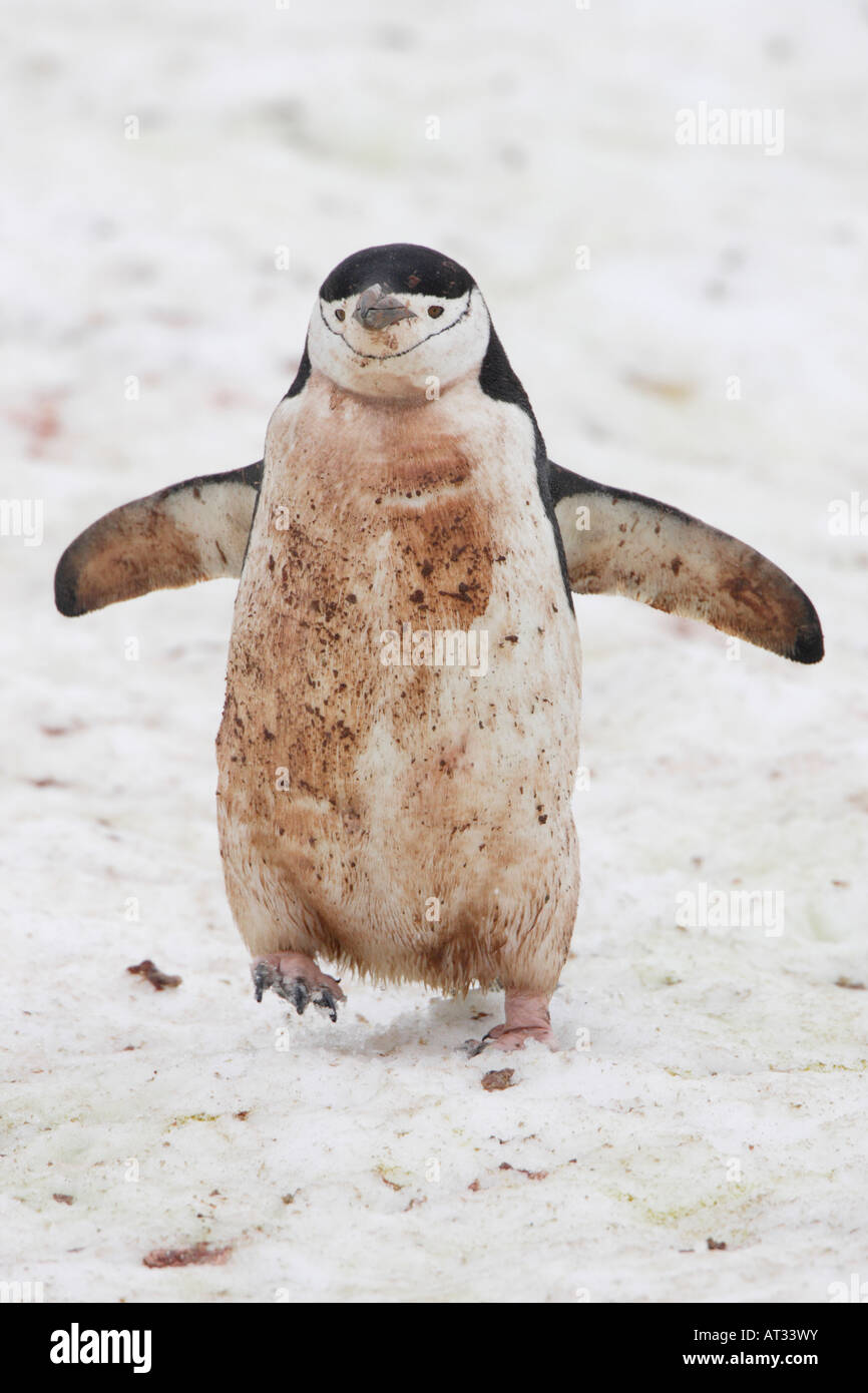 Chinstrap Penguin in Antarctica Stock Photo