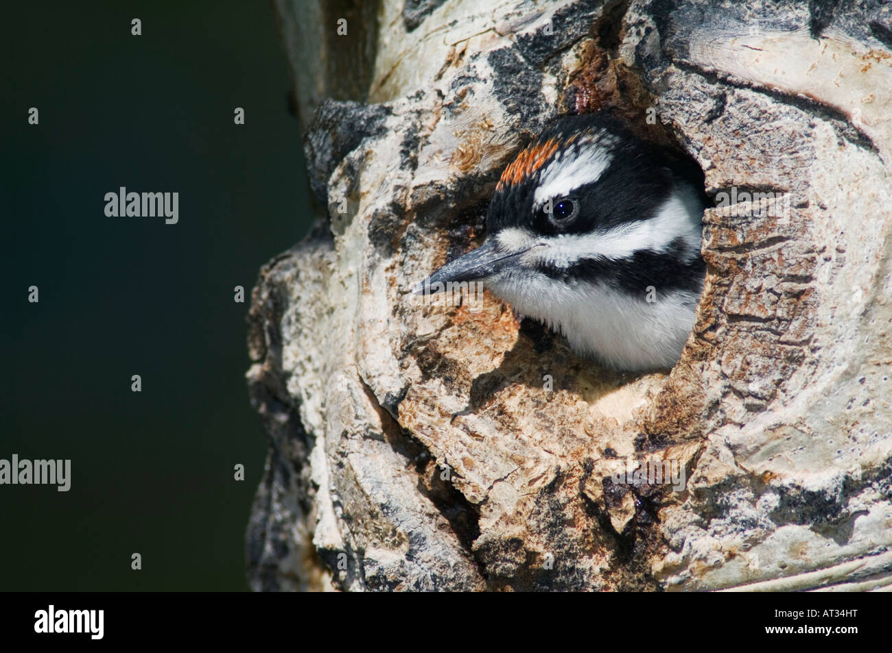 Hairy Woodpecker Picoides villosus young in nesting cavity in aspen
