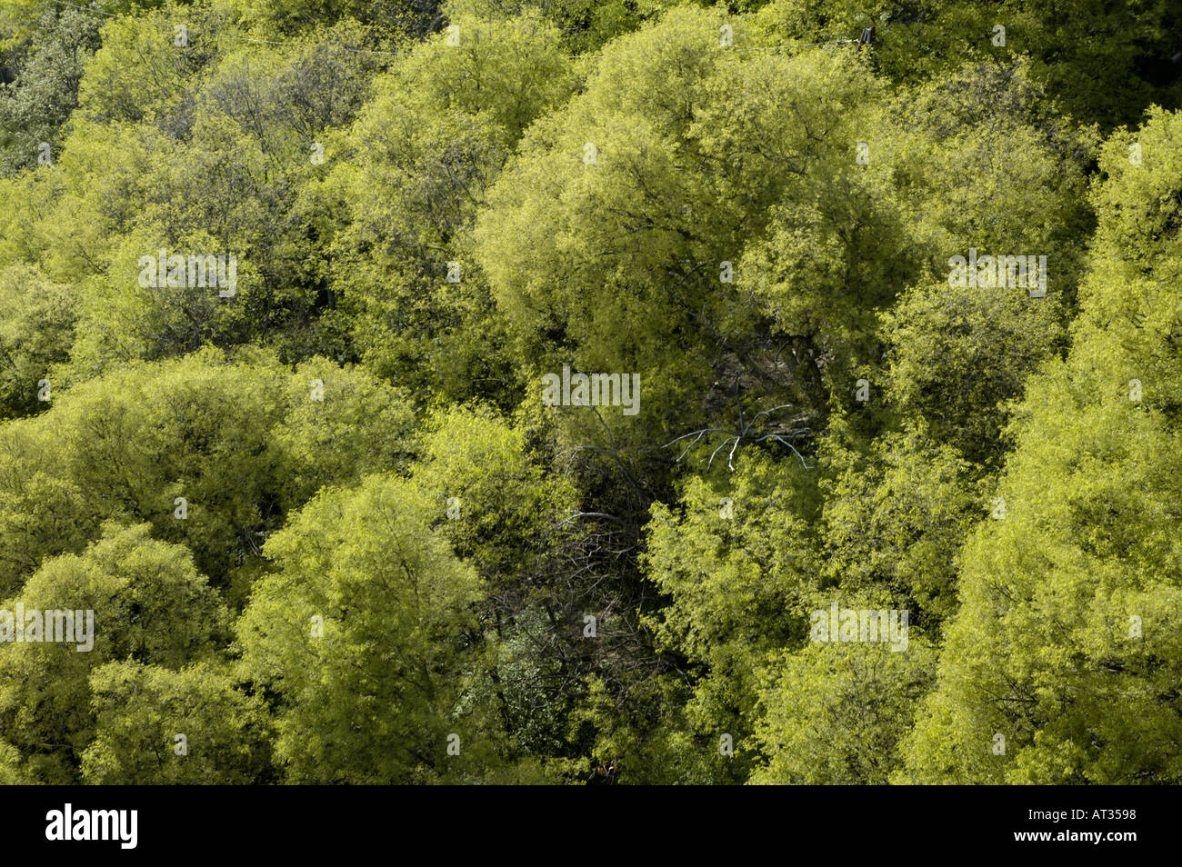 Sunlight france forest hi-res stock photography and images - Alamy