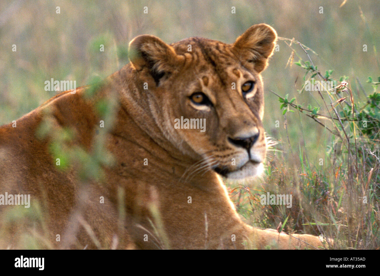 KENYA AFRICA Female Lion panthera leo lying in grass Nairobi National ...