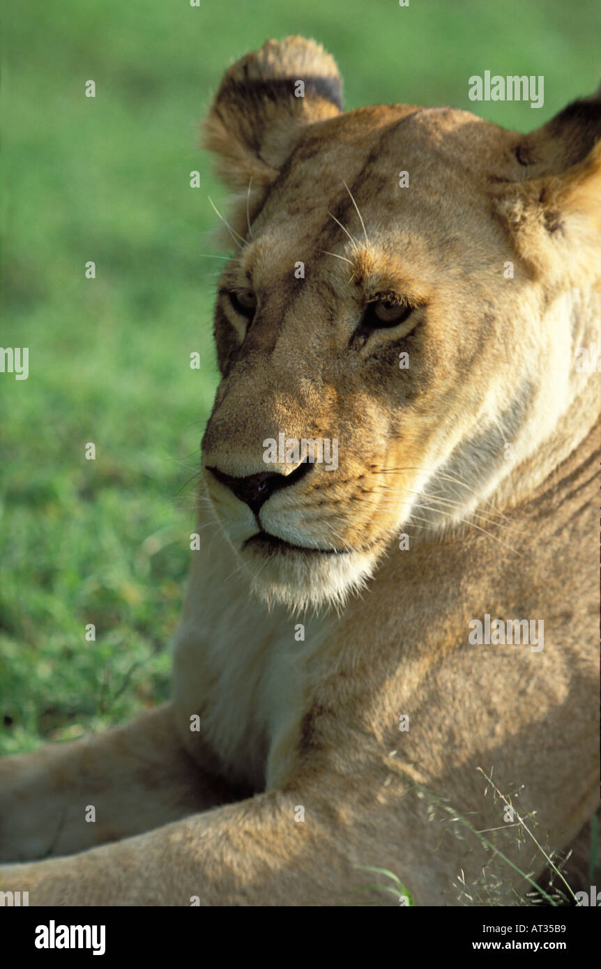 KENYA AFRICA Female Lion panthera leo lying in grass Nairobi National ...