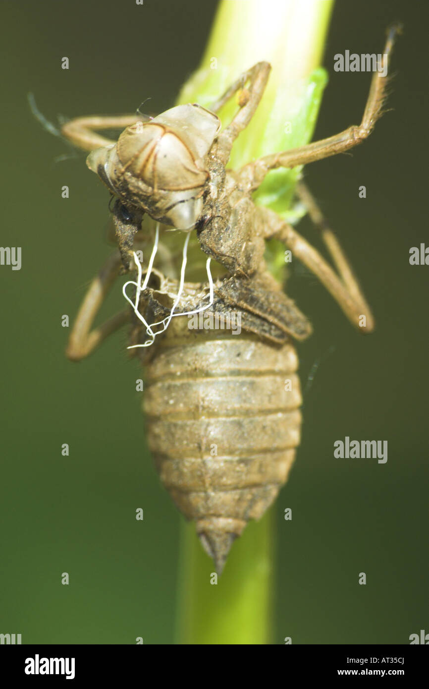 a nymph case from a recently emerged dragonfly Stock Photo