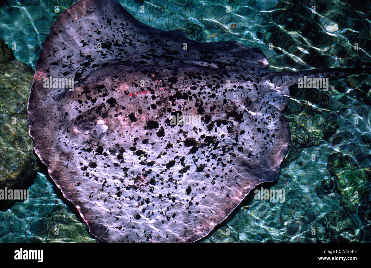 Night photograph of Giant Reef Ray imaged from above water Stock Photo