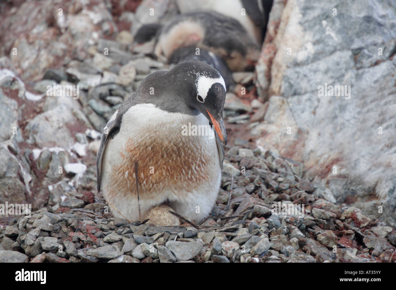 Gentoo Penguin in Antarctica Stock Photo