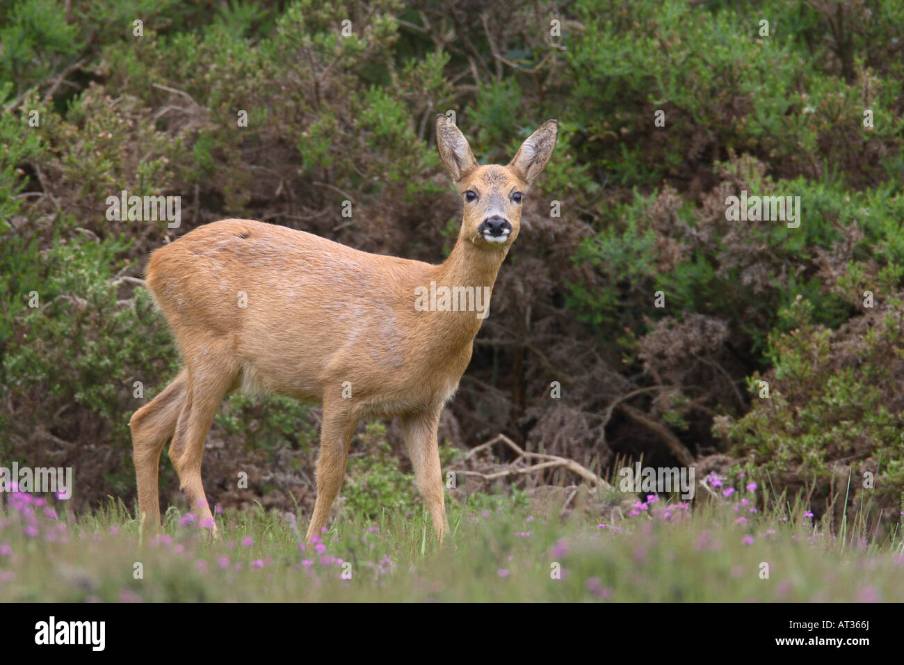 ROE DEER CAPREOLUS CAPREOLUS DOE STANDING IN HEATHER Stock Photo - Alamy